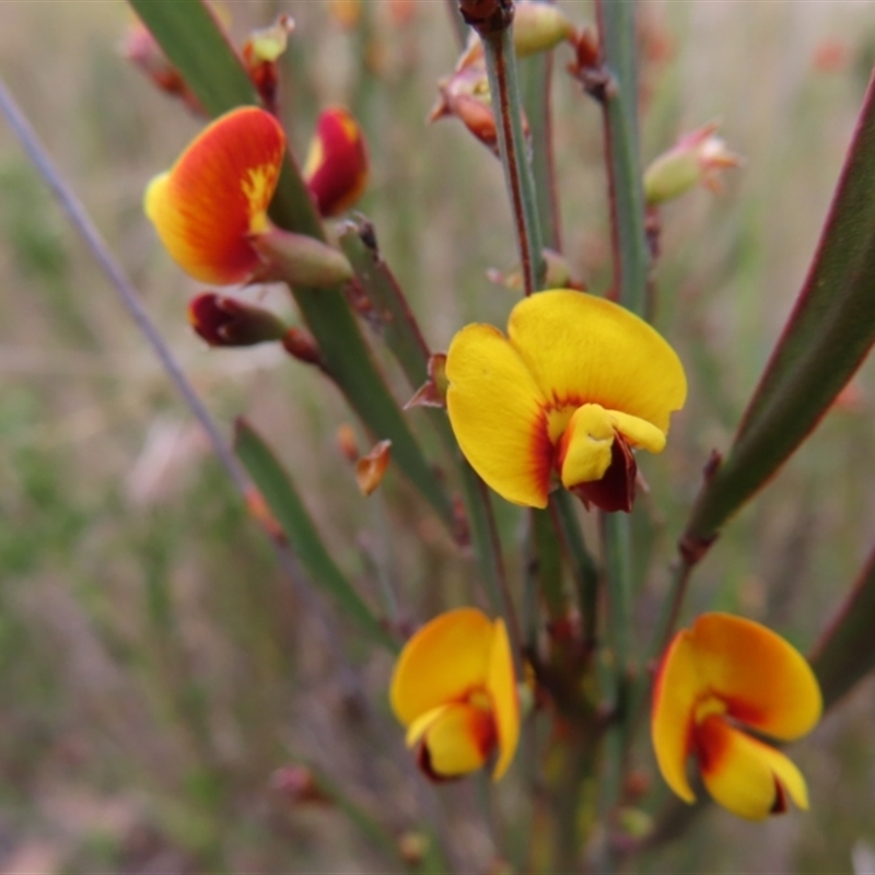 Bossiaea bombayensis