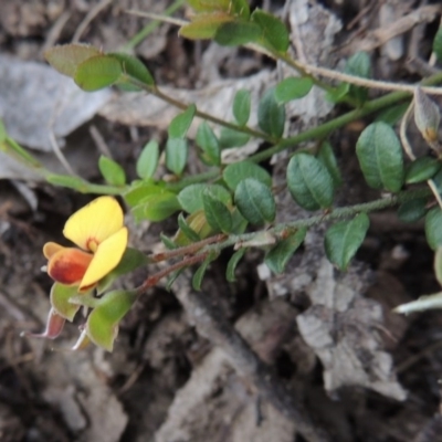 Bossiaea buxifolia