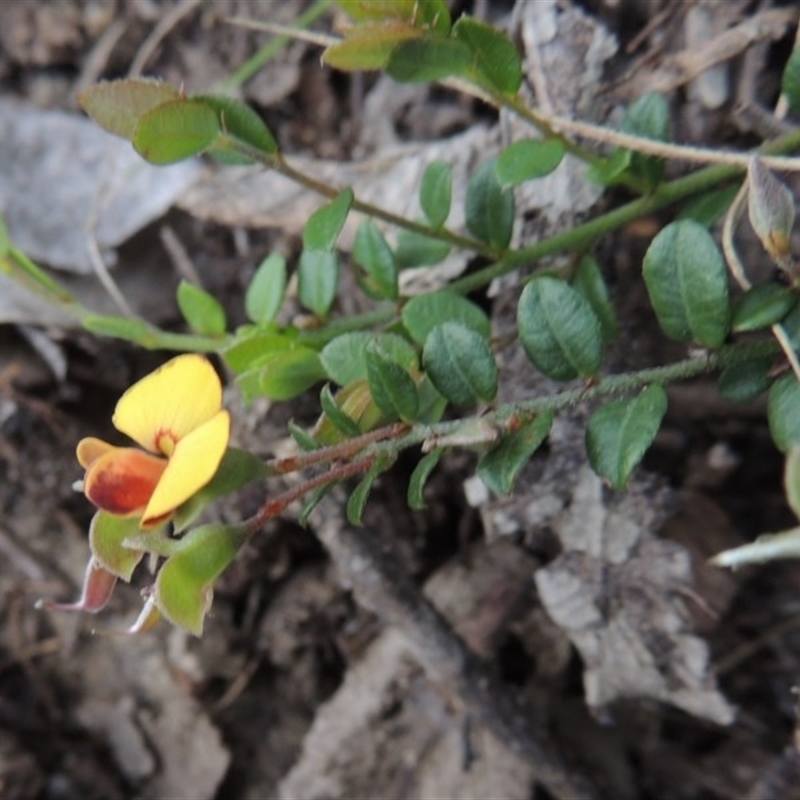 Bossiaea buxifolia