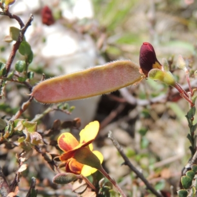 Bossiaea buxifolia