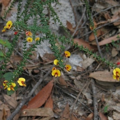 Bossiaea cordifolia