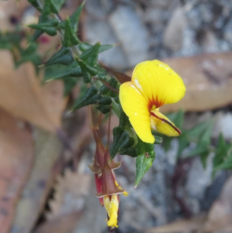 Bossiaea cordifolia