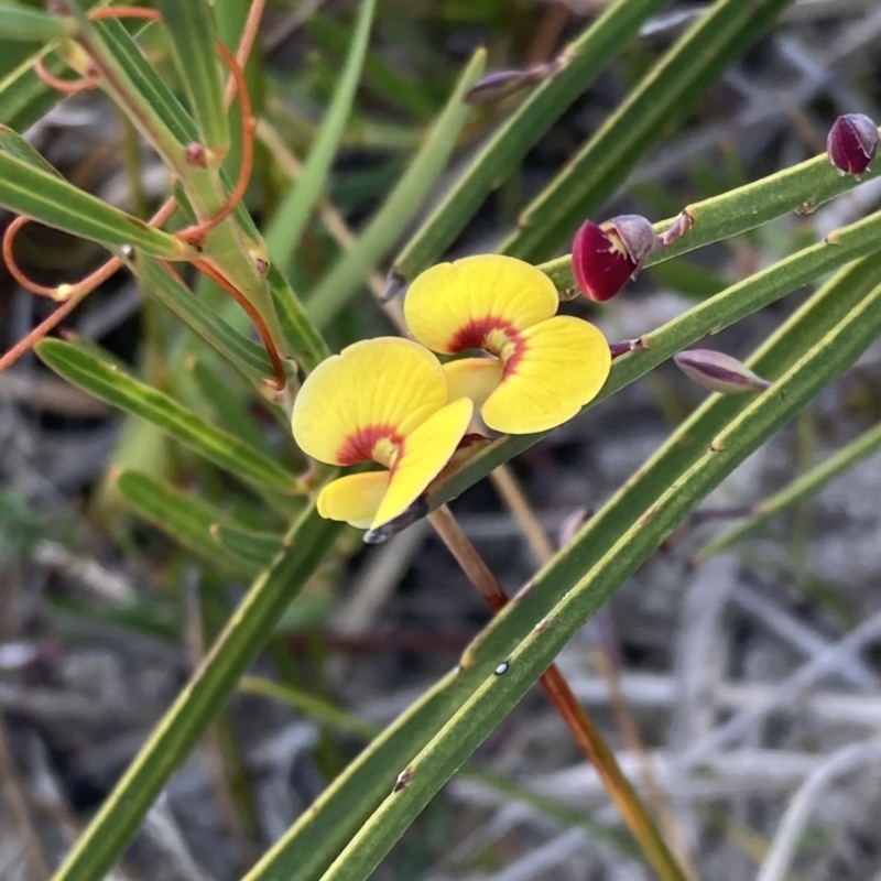 Bossiaea ensata