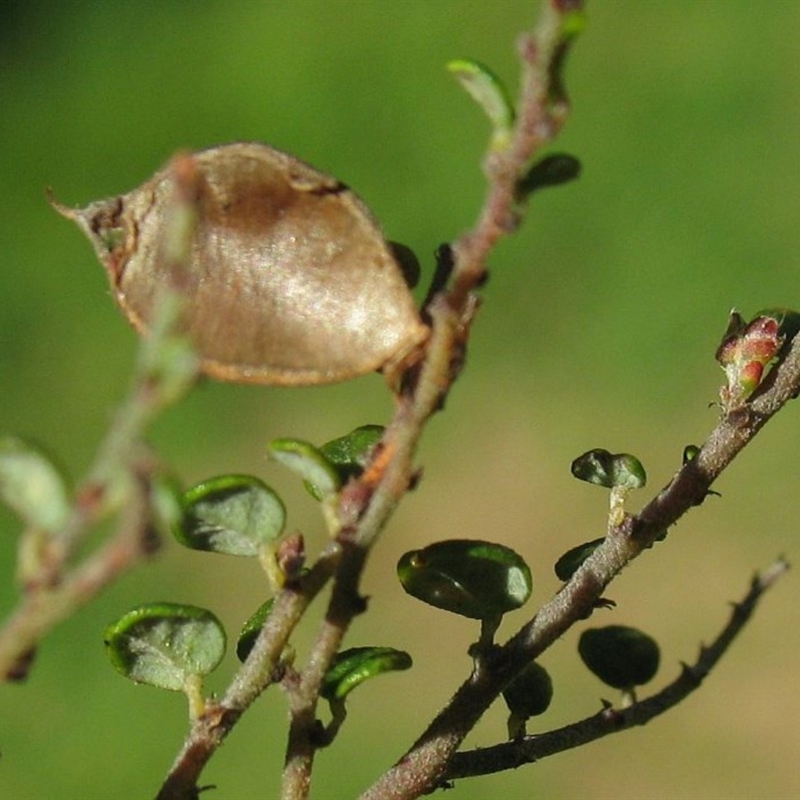 Bossiaea foliosa