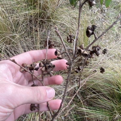 Eucalyptus ovata var. ovata