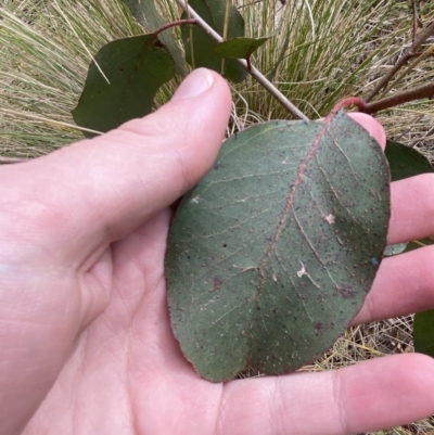 Eucalyptus ovata var. ovata