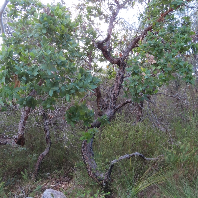 Angophora hispida