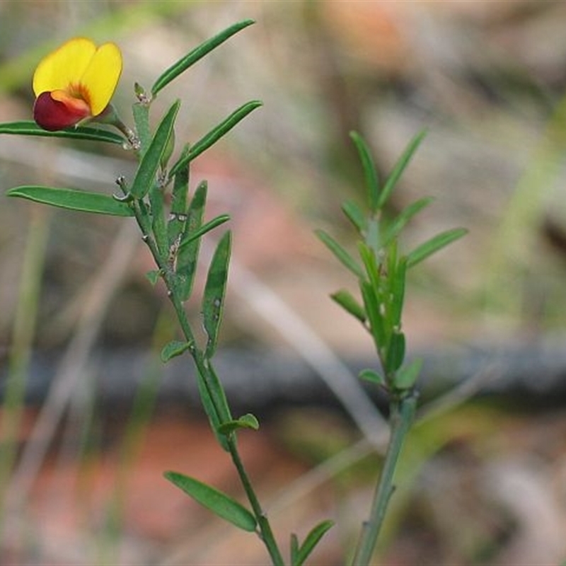 Bossiaea heterophylla