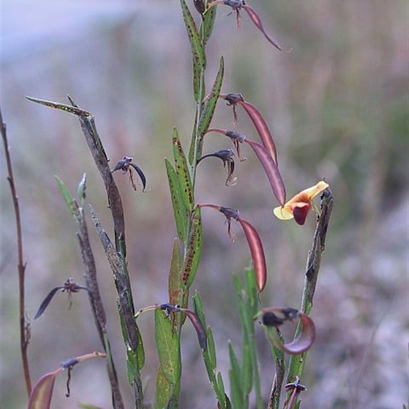 Bossiaea heterophylla