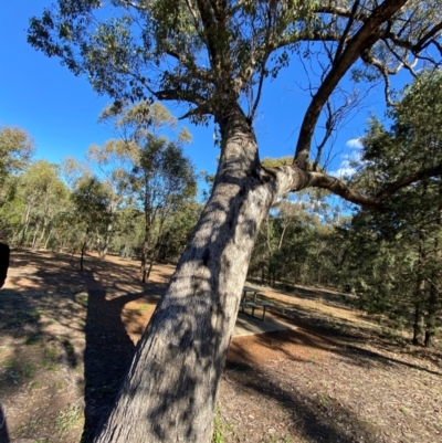 Eucalyptus populnea