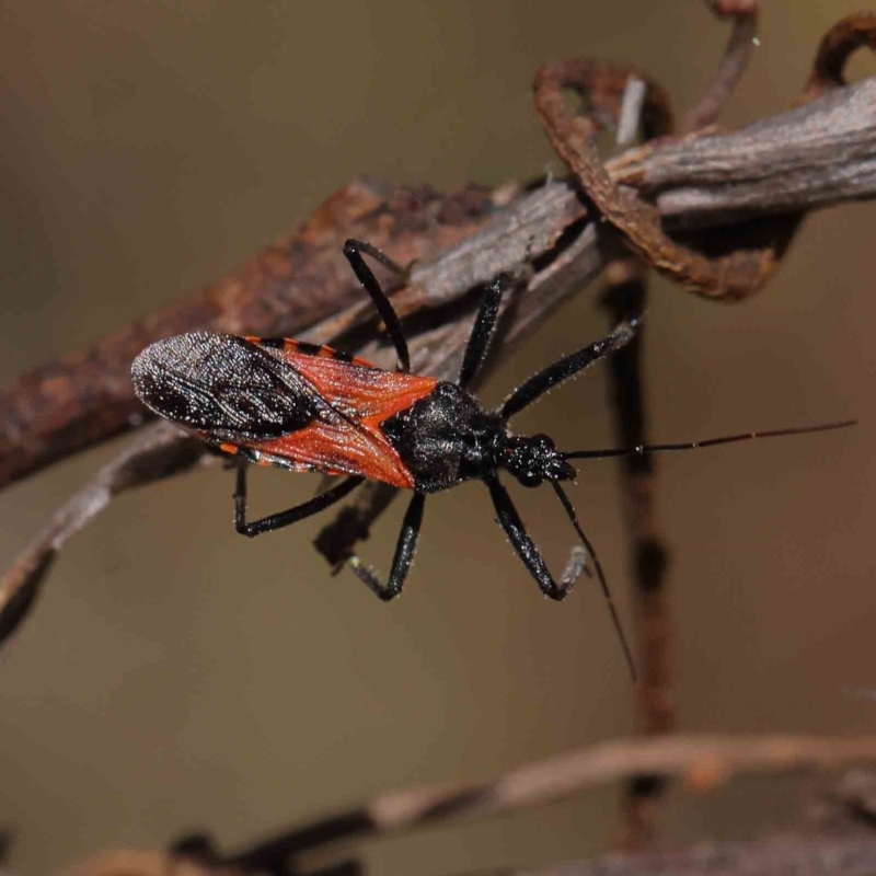 Trachylestes sp. (genus)