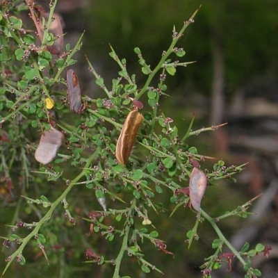 Bossiaea obcordata