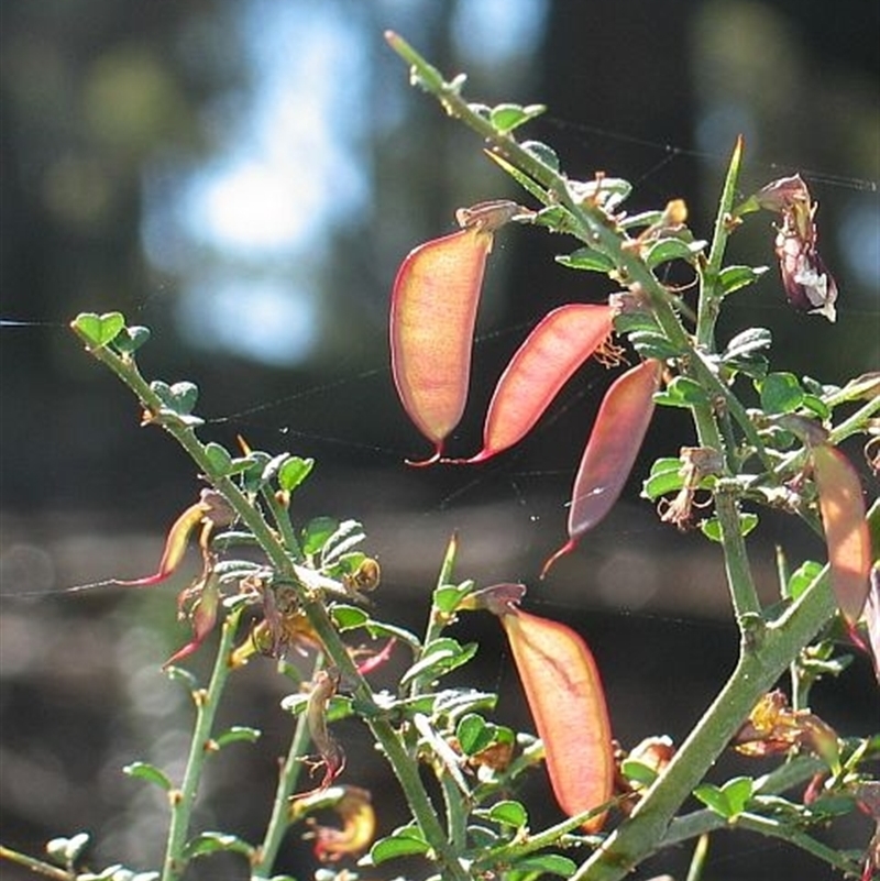 Bossiaea obcordata