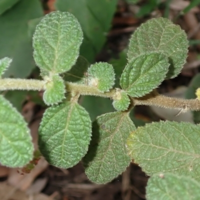 Acalypha nemorum