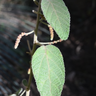 Acalypha nemorum