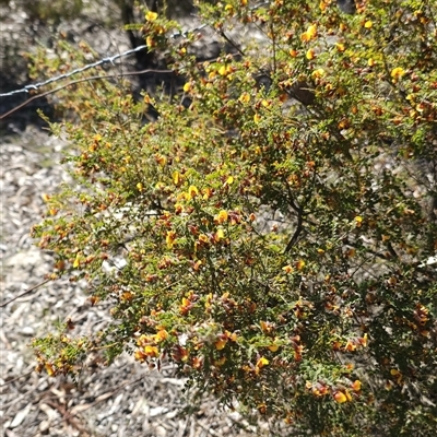 Bossiaea oligosperma