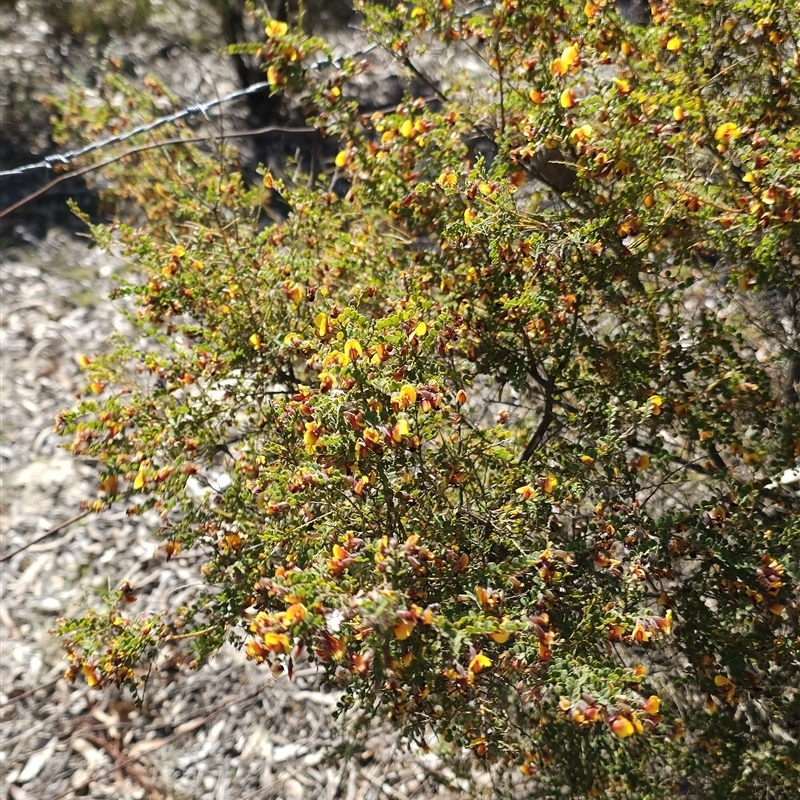 Bossiaea oligosperma