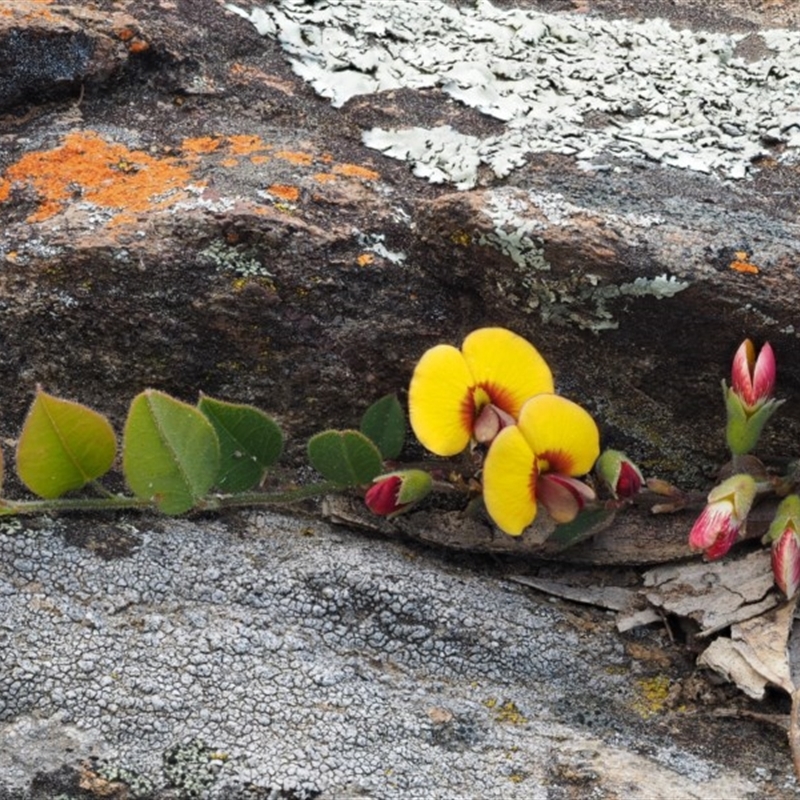 Bossiaea prostrata