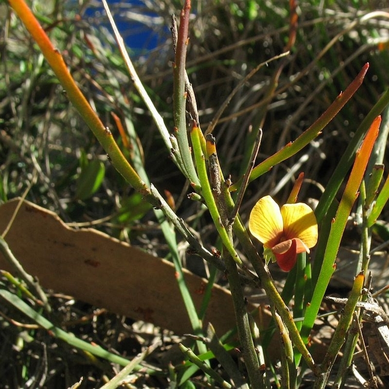 Bossiaea riparia