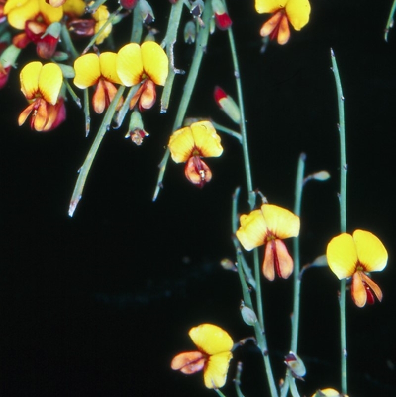 Bossiaea riparia