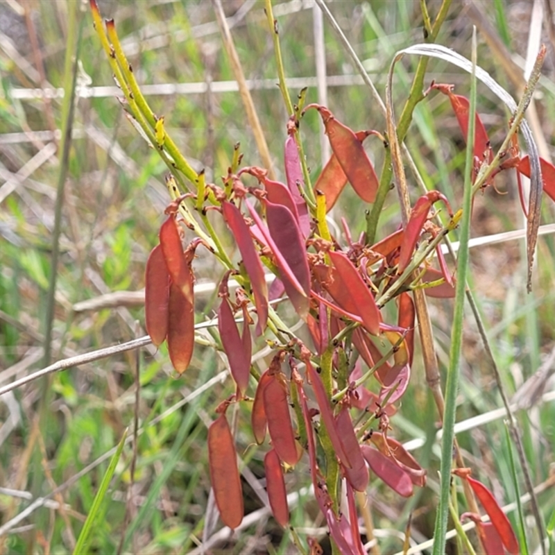 Bossiaea riparia