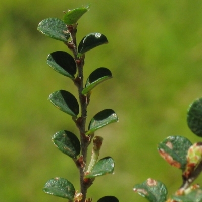 Bossiaea sericea