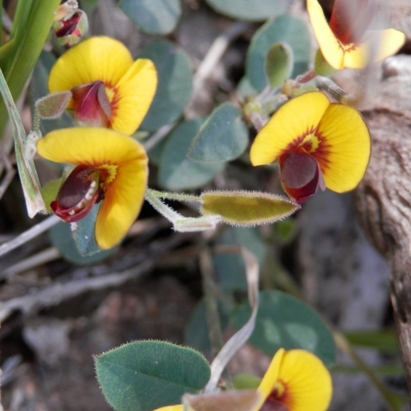 Bossiaea sp.