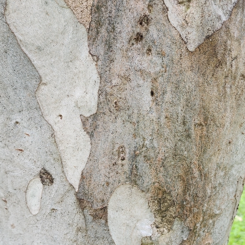 Eucalyptus michaeliana