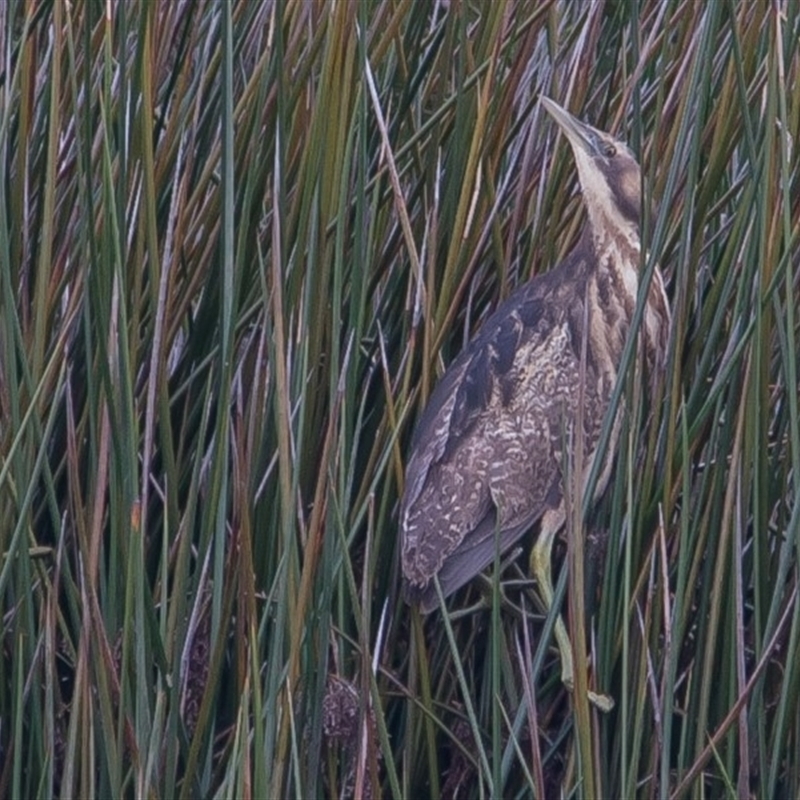 Botaurus poiciloptilus