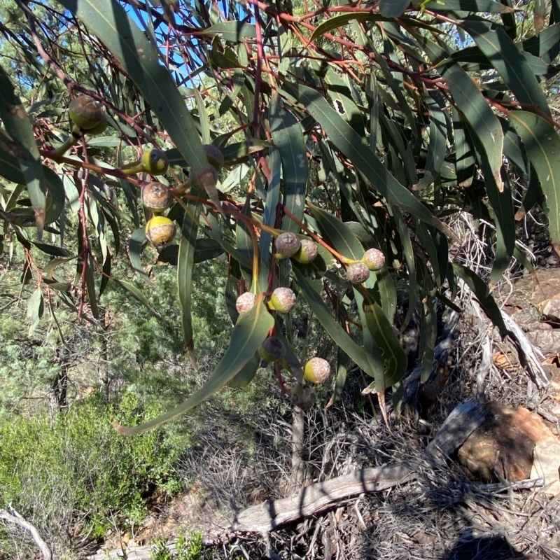 Eucalyptus morrisii