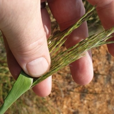 Bothriochloa biloba