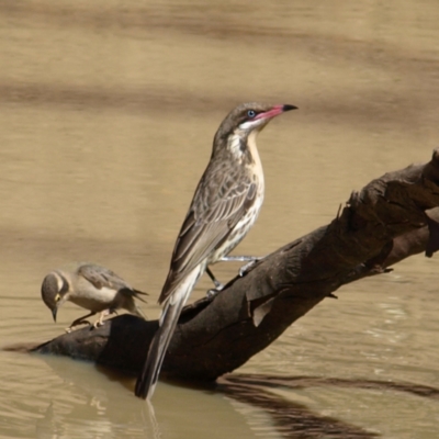 Acanthagenys rufogularis