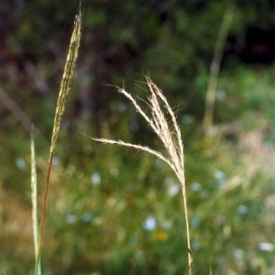 Bothriochloa macra