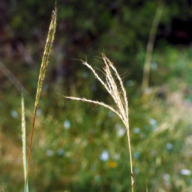 Bothriochloa macra