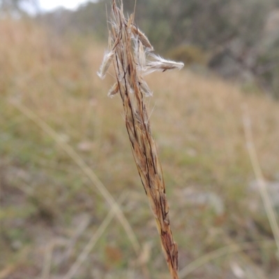 Bothriochloa macra