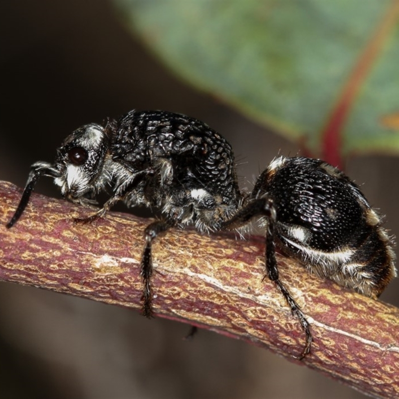 Bothriomutilla rugicollis