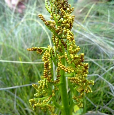 Botrychium australe