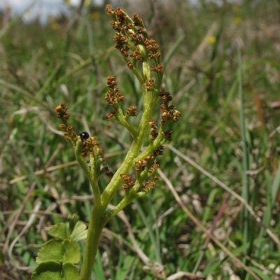 Botrychium lunaria