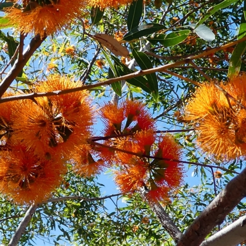 Eucalyptus phoenicea