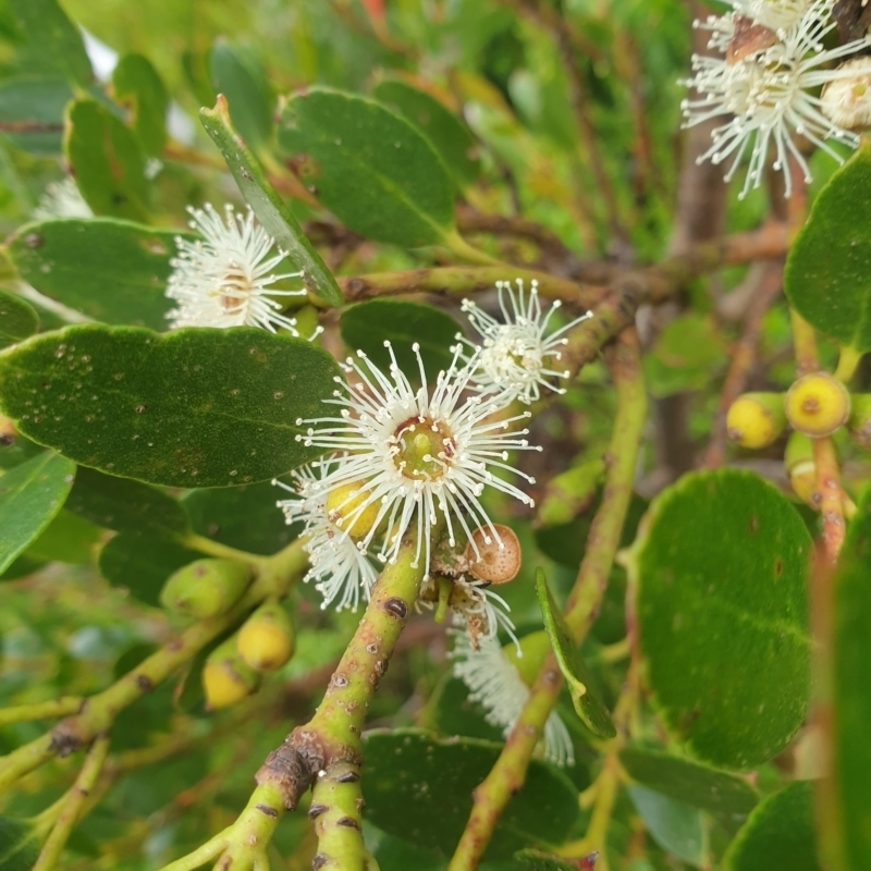 Eucalyptus vernicosa