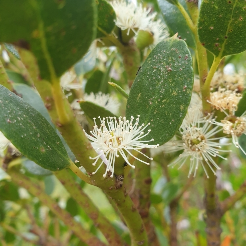 Eucalyptus vernicosa