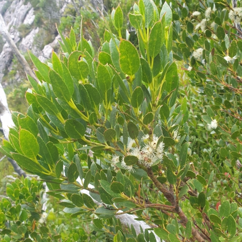 Eucalyptus vernicosa