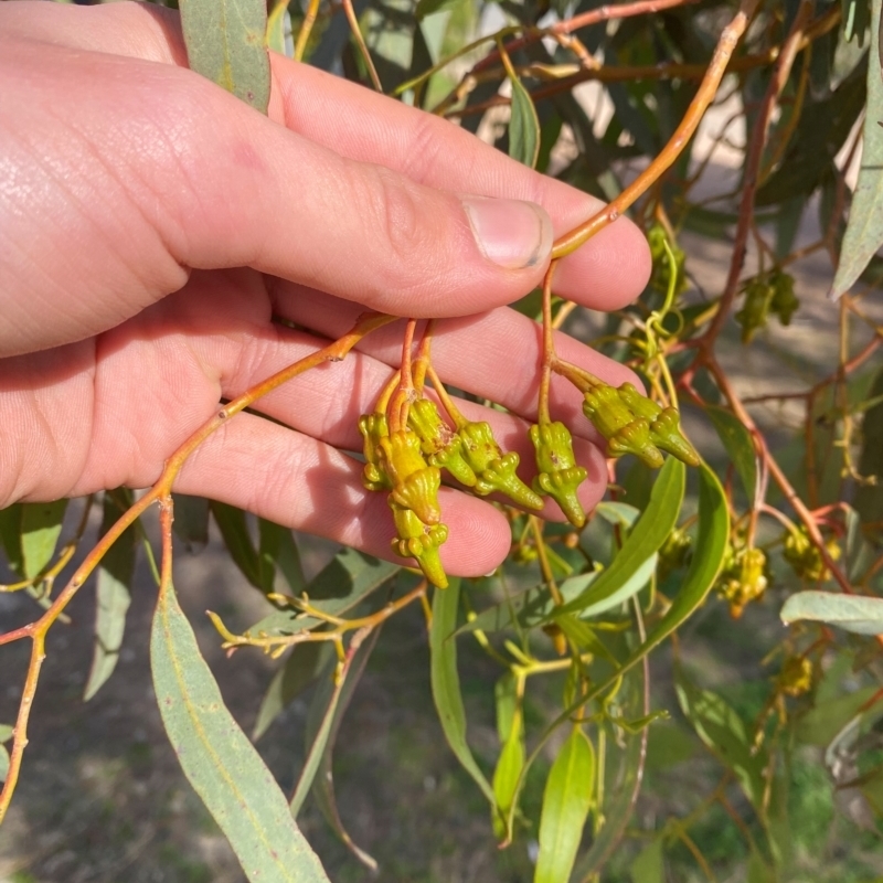 Eucalyptus torquata