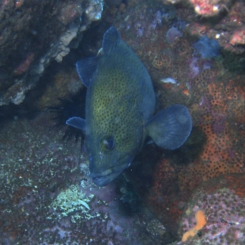 Acanthistius ocellatus