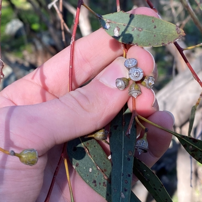 Eucalyptus vicina