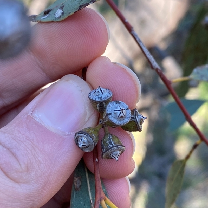 Eucalyptus vicina