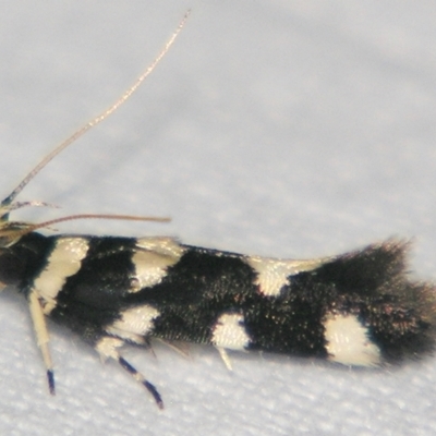 Macrobathra arrectella