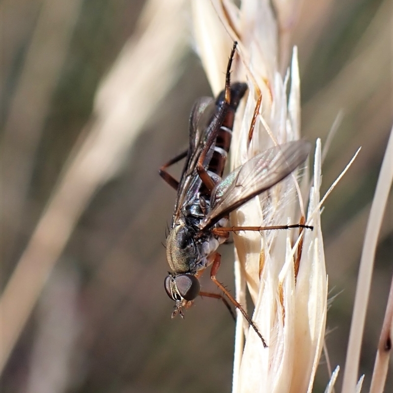 Taenogerella elizabethae