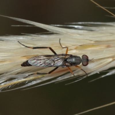 Taenogerella elizabethae