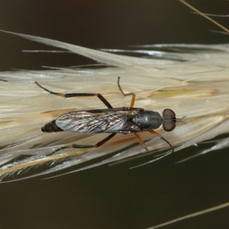 Taenogerella elizabethae